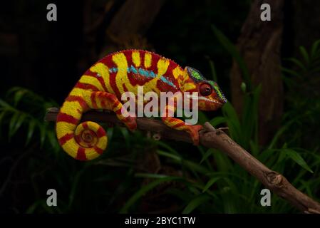 Lézard coloré magnifique Panther caméléon Banque D'Images