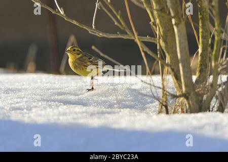 Bruant jaune Banque D'Images