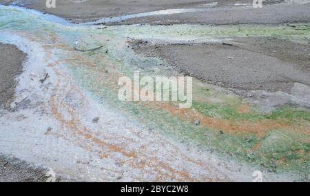 Fin du printemps dans le parc national de Yellowstone : les ruisseaux verts de Cyanidium dans le ruissellement de Pinwheel Geyser près de Whirligig Geyser dans la région du bassin de la porcelaine Banque D'Images