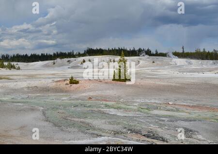 Fin du printemps dans le parc national de Yellowstone : vue sur la région du bassin de porcelaine du bassin de Norris Geyser près de Pinwheel Geyser Banque D'Images