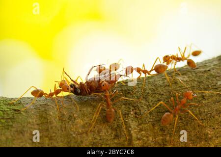 Fourmis dans un arbre portant un insecte de mort Banque D'Images