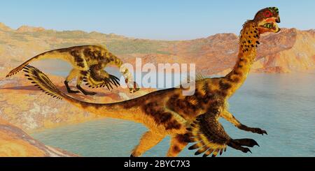 Dinosaures Citipati - Citipati était un dinosaure velociraptor à plumes qui vivait dans la période crétacée de Mongolie. Banque D'Images