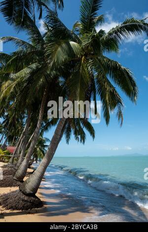 Palmiers à noix de coco sur une plage de sable blanc avec une eau propre en cristal par une journée ensoleillée. Banque D'Images