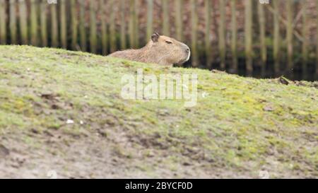 Capybara (Hydrochoerus hydrochaeris) Banque D'Images