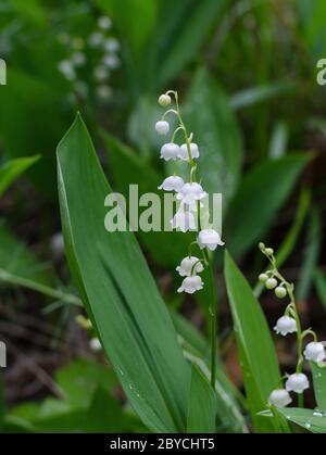 nénuphars de la vallée fleurs blanches avec des feuilles vertes au printemps dans la forêt, à proximité Banque D'Images