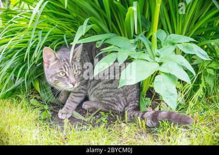 Chat tabby rayé gris assis dans l'herbe et regardant autour. Portrait de chat de chasse Banque D'Images