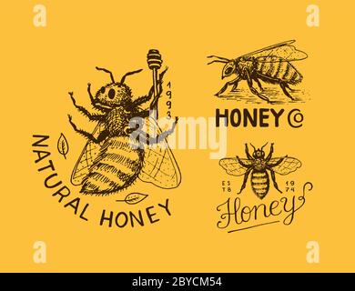 Miel et abeilles. Logo vintage pour la typographie, la boutique ou les enseignes. Badge pour tee-shirts. Esquisse de gravure dessinée à la main. Illustration vectorielle. Illustration de Vecteur
