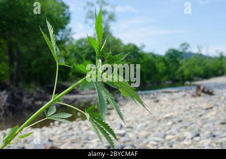 Le Bush sauvage de chanvre dans la nature. Culture et utilisation de plantes narcotiques. Banque D'Images