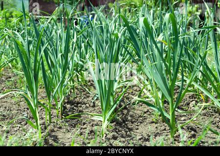 La culture de l'ail dans le jardin. Produits frais et naturels. Mise au point sélective. Banque D'Images