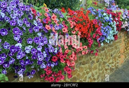 Pétunias, mur de jardin suspendu, couleurs mélangées, plantes de literie Banque D'Images