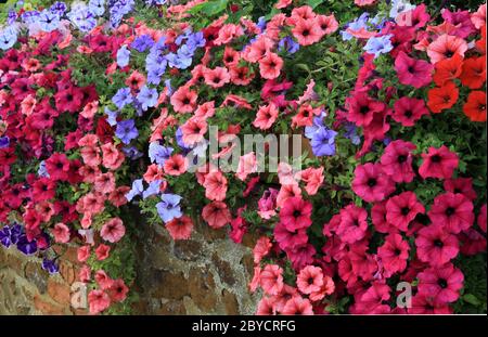 Pétunias, mur de jardin suspendu, couleurs mélangées, plantes de literie Banque D'Images