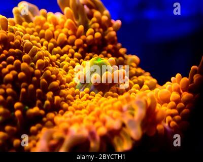 Ricordea yuma polypes oreille champignon corail - Ricordeidae sp. Banque D'Images