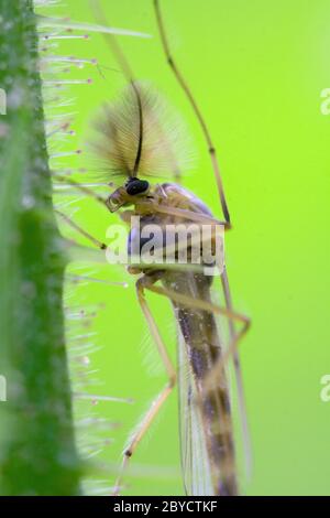 côté de la mouche sauvage chironomidae chironomus riparius Banque D'Images