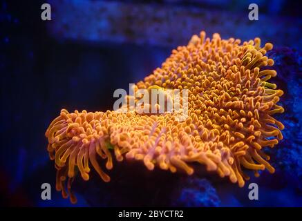 Ricordea yuma polypes oreille champignon corail - Ricordeidae sp. Banque D'Images