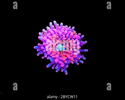 Ricordea yuma polypes oreille champignon corail - Ricordeidae sp. Banque D'Images