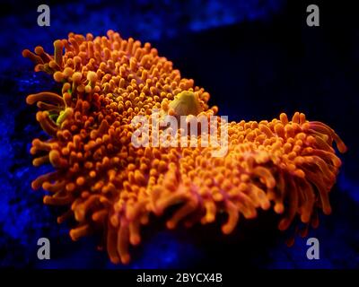 Ricordea yuma polypes oreille champignon corail - Ricordeidae sp. Banque D'Images