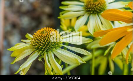 gros plan sur le centre jaune de la coneflewer échinacea paradoxa Banque D'Images