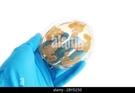 Champignons Penicilum sur plaque de gélose Banque D'Images