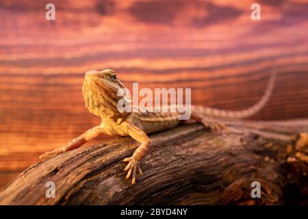 Lézard dragon barbu australien. Le lézard d'Agama se trouve sur un bois de fond. Gros plan, reptiles exotiques. Leatherback Translucent het Hypo Morph. Pogona vitticeps lizard. Banque D'Images