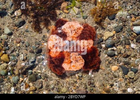 Le Linn's Mane Jelly (Cyanea capillata) a lavé le minerai de fer dans le parc provincial de Naikoon, Haida Gwaii (Colombie-Britannique) Banque D'Images