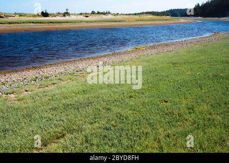 Pickleweed (alias asperges de mer), qui croît fortement sur les rives de Haida Gwaii (Colombie-Britannique) Banque D'Images