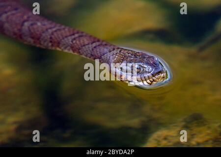 Nage avec le serpent d'eau du Nord (Nerodia sipedon) - Brevard, Caroline du Nord, États-Unis Banque D'Images
