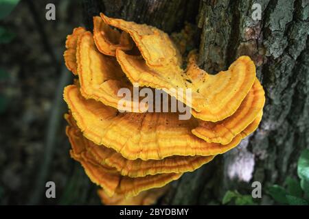 Champignon de l'urine jaune-soufre ou Laetiporus sulfureus - famille des champignons de l'urine Polyporaceae poussant sur les arbres. Banque D'Images