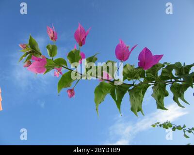 Bougainvilliers rose à fleurs isolées sur un ciel bleu d'été, espace pour la copie, texte Banque D'Images