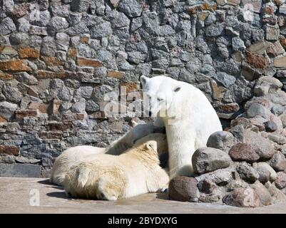 Le blanc elle-ours nourrit l'ours nouveau-né Banque D'Images