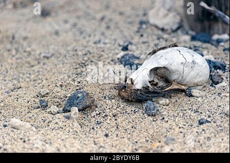 Crâne en décomposition d'un lion de mer de Galapagos (Zalophus wollebaeki). Îles Galapagos, Équateur Banque D'Images