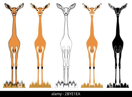Gerenuk, animal africain en vue de face Illustration de Vecteur