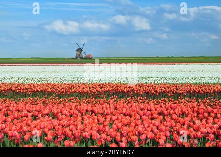 tulipes colorées sur les champs hollandais et moulin à vent Banque D'Images