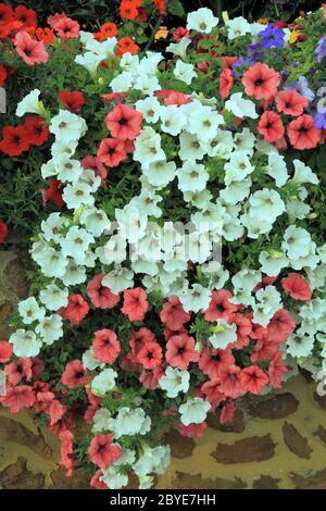 Pétunias, mur de jardin suspendu, rose et blanc, plantes de literie Banque D'Images