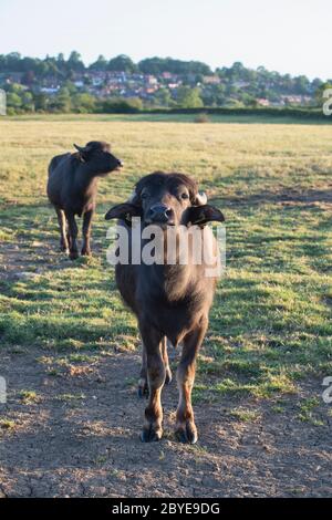 Bubalus bubalis. Buffle aquatique dans la campagne anglaise tôt le matin juste après le lever du soleil. Napton, Warwickshire, Angleterre Banque D'Images