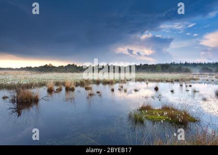 de l'eau sur les marécages après la pluie Banque D'Images