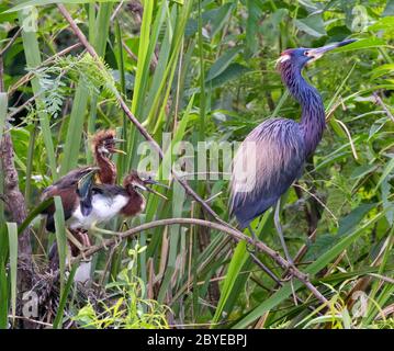 L'héron tricolore (Egretta tricolor) avec des oisillons affamés et en colère au sanctuaire d'Oak Smith Banque D'Images