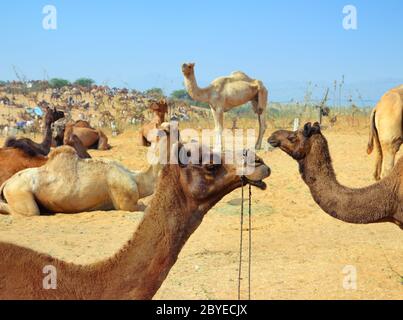 Groupe de chameaux au cours de festival à Pushkar Banque D'Images