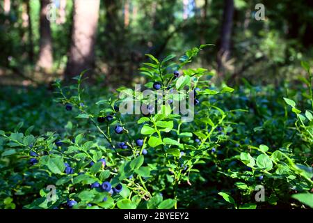 arbustes de bleuets dans la forêt Banque D'Images