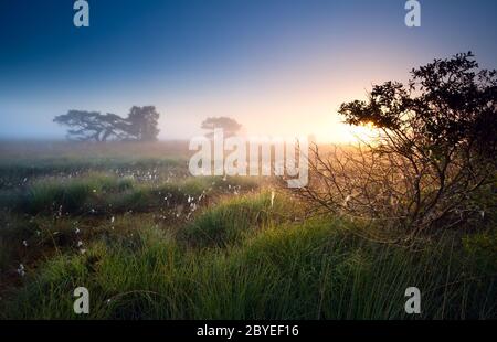 lever de soleil sur les marécages avec du coton-herbe Banque D'Images