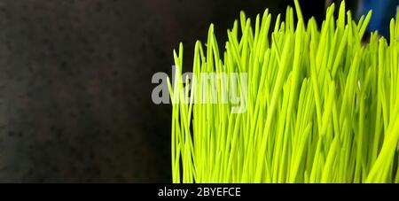 Gros plan de la plante d'herbe de blé vert fraîche dans le pot. Plante de blé cru pour la fabrication de boissons antioxydantes. Jeune plante bon pour l'eau de plante d'animal de compagnie Banque D'Images