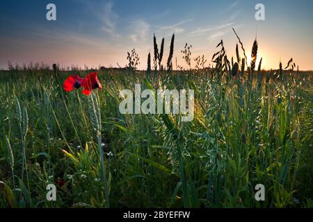 fleurs de pavot et avoine sur le terrain Banque D'Images