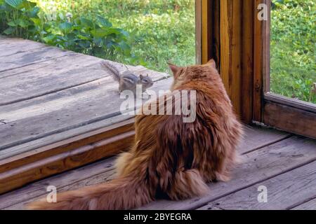 Un petit chipmunk déguise un chat tabby sur une véranda avec moustiquaire Banque D'Images