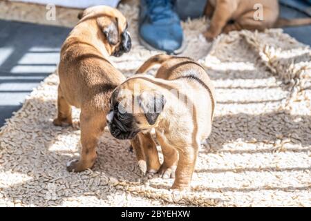 4 semaines jeunes chiens de boxeur allemands de chiot doré et de race pubrée. Banque D'Images