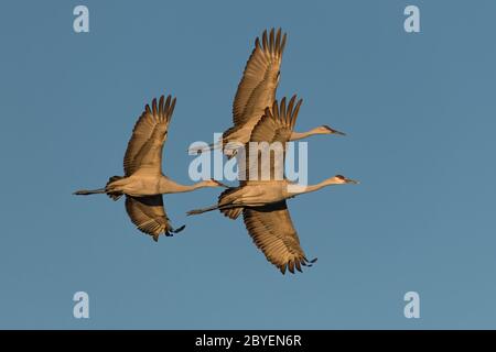 Trois grues de sable en vol avec lumière dorée du matin et ciel bleu. Banque D'Images