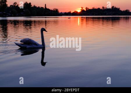 Swan dans le magnifique coucher de soleil sur le lac Banque D'Images
