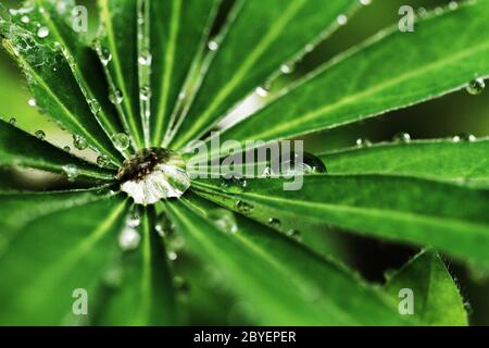 Belle feuille verte avec des gouttes d'eau Banque D'Images