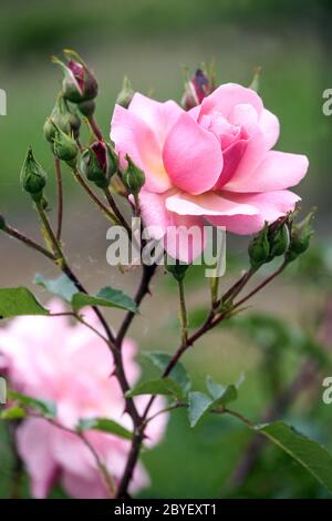 Fleur rose rose simple fleur rapprochée Banque D'Images