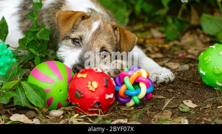 Un chien de chiot joue avec ses jouets à l'extérieur Banque D'Images