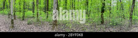 forêt feuillue avec feuillage vert frais au printemps. paysage panoramique Banque D'Images