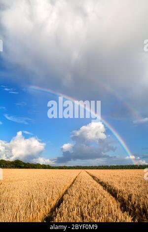 Double arc-en-ciel au-dessus du champ de blé Banque D'Images